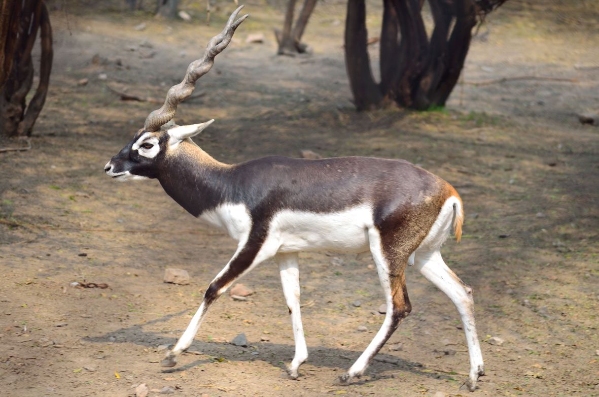 Blackbuck is the Mascot for South Asian Games 2019